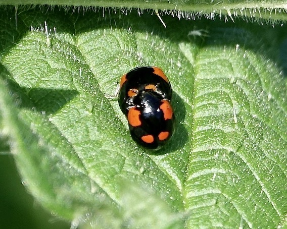 2-spot ladybirds mating